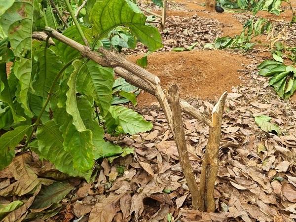 Hơn 1.000 cây cà phê ở Gia Lai bị kẻ gian chặt phá