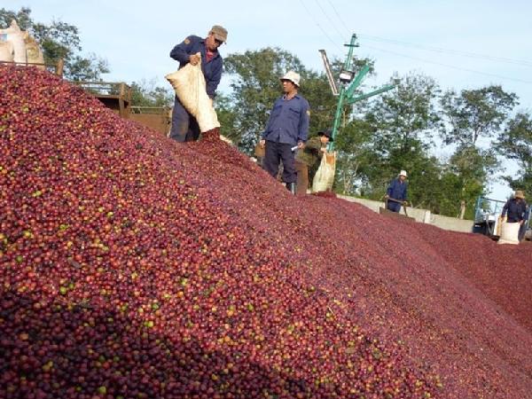 Hà Lan bất ngờ tăng mạnh lượng cà phê nhập khẩu từ Việt Nam