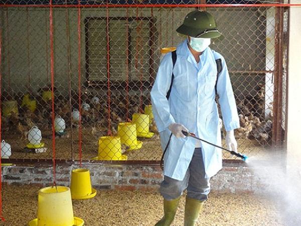 N-Cách phun tiêu độc khử trùng trong chăn nuôi