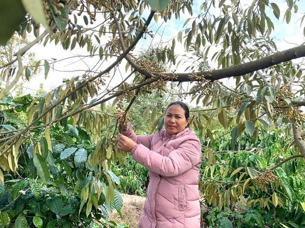 Thu tiền tỷ nhờ trồng xen cây ăn quả trong vườn cà phê