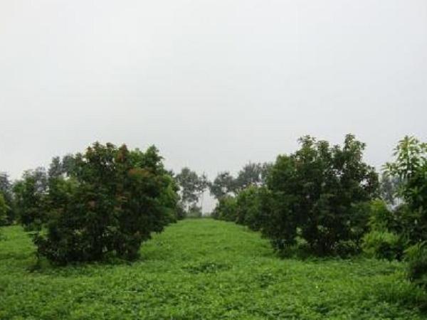 CS-Kỹ thuật trồng cây bơ - Trồng xen