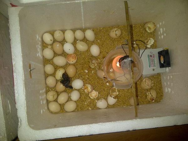 N-Cách ấp trứng gà bằng bóng đèn điện. Hướng dẫn tự ấp trứng gà tại nhà