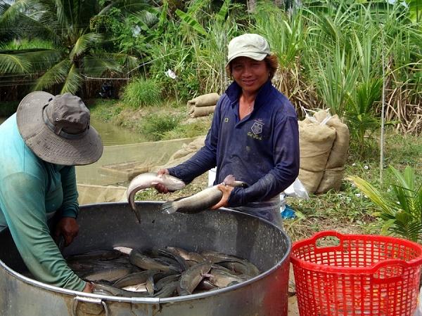 Giá cá lóc tăng cao giúp nông dân Trà Vinh lãi đậm