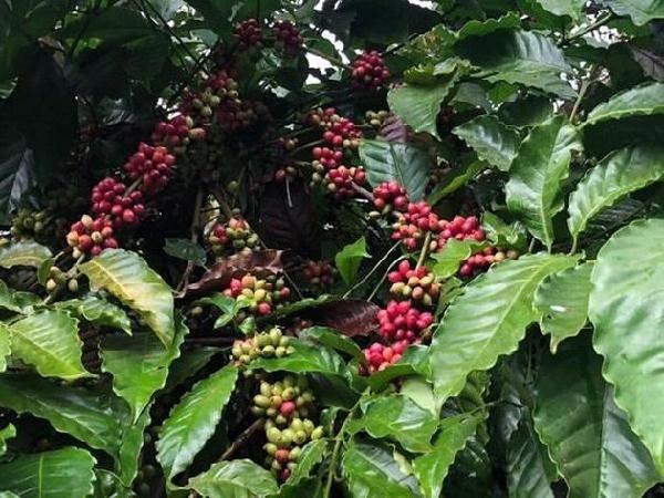 Giá cà phê tăng phi mã: Những khuyến cáo đối với bà con nông dân