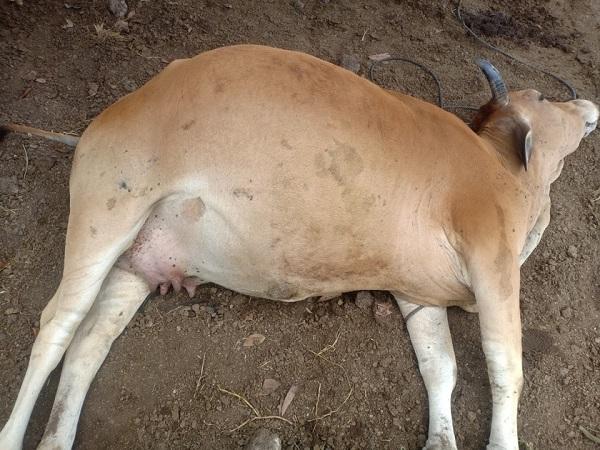 Krông Pa (Gia Lai): 60 con bò chết nghi do bệnh ung khí thán