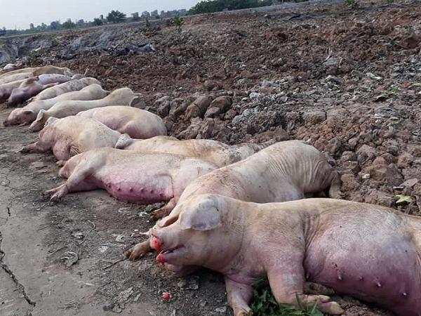 Điện Biên: Tiêu hủy 2.000kg lợn do dịch tả lợn Châu Phi
