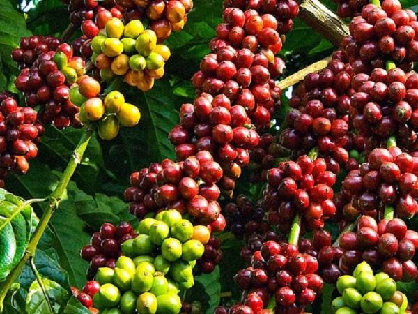 Giá cà phê 22/6: Tiếp tục giảm, xuất khẩu cà phê tỉnh Đắk Nông nửa đầu năm tăng 50%