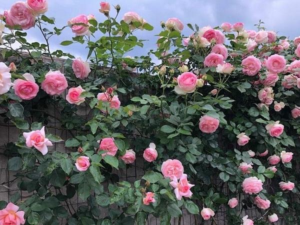 Bí quyết chăm sóc hoa hồng mùa nắng nóng