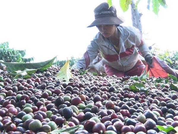 Giá cà phê tăng, nông dân và doanh nghiệp chưa hưởng lợi