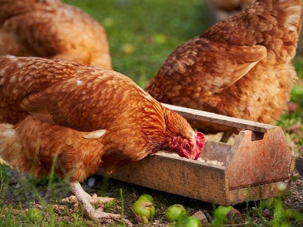 N-Phương pháp phối trộn thức ăn cho gà thịt