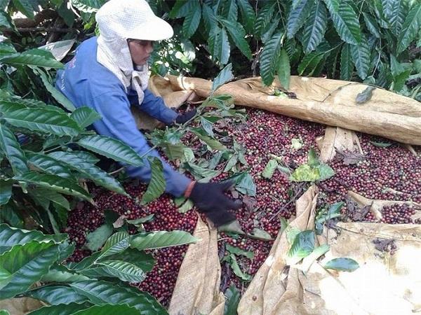 Giá nông sản ngày 6/7/2023: Cà phê tiếp tục giảm, hồ tiêu tăng 500 đồng/kg