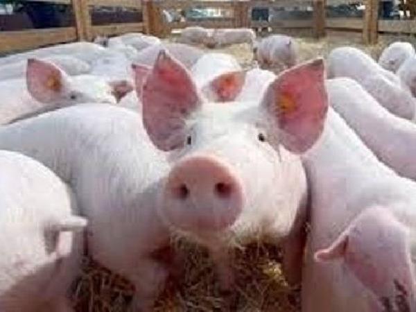 Giá lợn hơi tăng liên tục, cao nhất 67.000 đồng/kg
