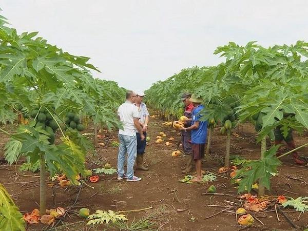 Đu đủ chín rụng ngập vườn: Nông dân Nghệ An thiệt hại 'khủng'