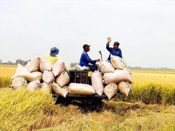 Thương lái thu mua sau kỳ nghỉ lễ 2.9, giá lúa gạo tiếp tục tăng
