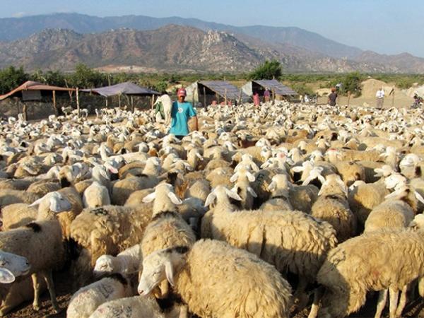 N-Một số hình thức chăn nuôi cừu