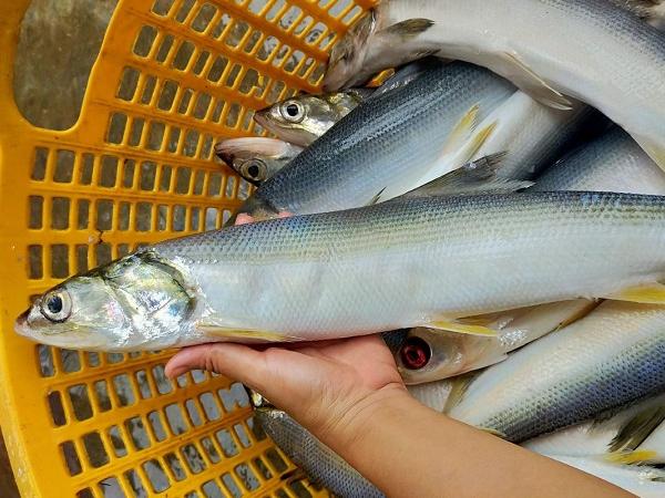 NT-Một số lưu ý trong nuôi thương phẩm cá chua tại Bình Định