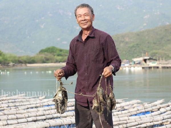 Nghề nuôi trai lấy ngọc ở Khánh Hòa: Bền vững, hiệu quả nhờ cải tiến phương pháp nuôi