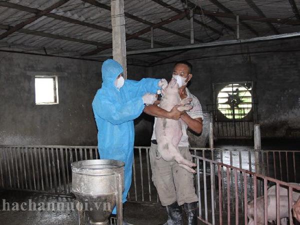 Thái Bình: Vắc xin Dịch tả lợn châu Phi đem lại hy vọng cho người chăn nuôi