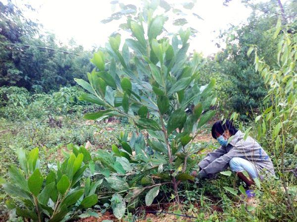 SB-Các biện pháp kỹ thuật phòng chống sâu ăn lá gây hại cây keo