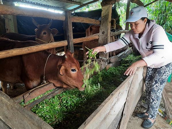 Phú Yên: Vào vụ chăn nuôi tết với nhiều nỗi lo