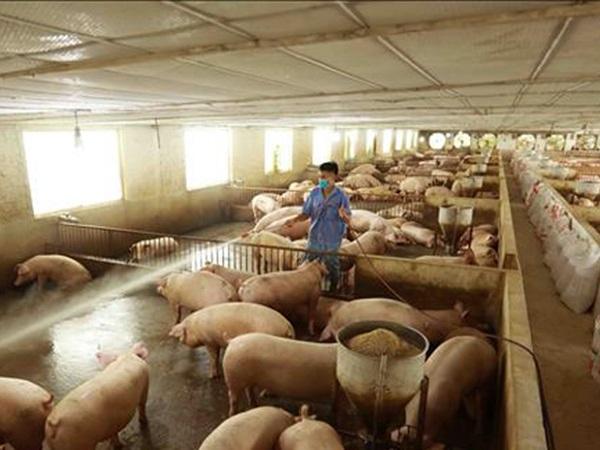 Khó xảy ra nguy cơ thiếu thịt lợn dù người nuôi thận trọng tái đàn