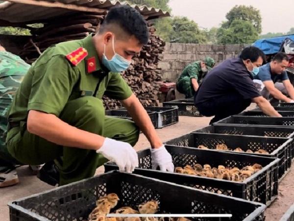 Nóng: 250.000 tấn gà nhập lậu vào Việt Nam mỗi năm, doanh nghiệp chăn nuôi chịu ảnh hưởng nặng nề
