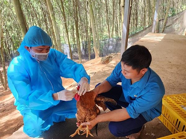 Bắc Giang: Khẩn trương triển khai các biện pháp phòng cúm gia cầm