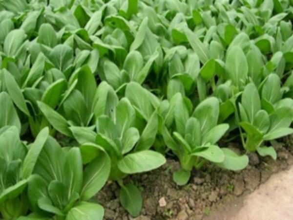 CS-Kỹ thuật trồng cây rau cải chíp xanh năng suất và chất lượng tốt nhất
