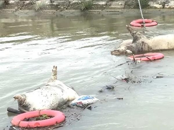 Nghệ An: Xác gia súc nổi lềnh bềnh trên kênh đào ở Yên Thành giữa tâm dịch tả lợn châu Phi