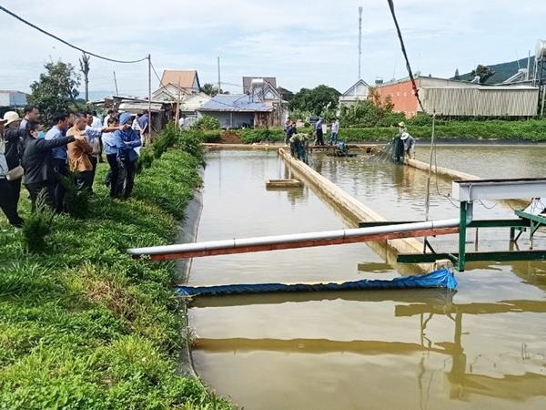 Ứng dụng công nghệ ‘sông trong ao’ phát triển nuôi cá tầm thương phẩm