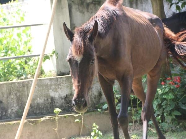 N-Kinh nghiệm chăm sóc và phòng bệnh cho ngựa hiệu quả