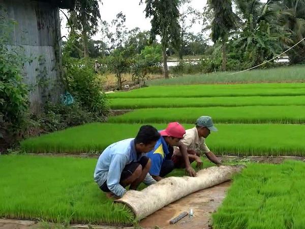 Giá lúa ổn định ở mức cao, nông dân bắt tay chuẩn bị vụ Đông Xuân