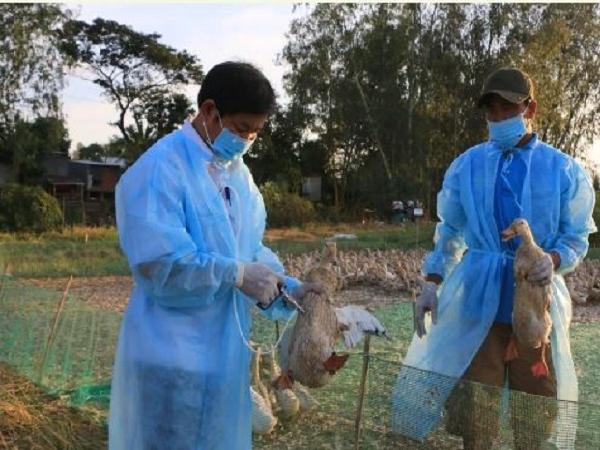 Ngăn chặn cúm gia cầm xâm nhập vào Việt Nam, lây nhiễm sang người