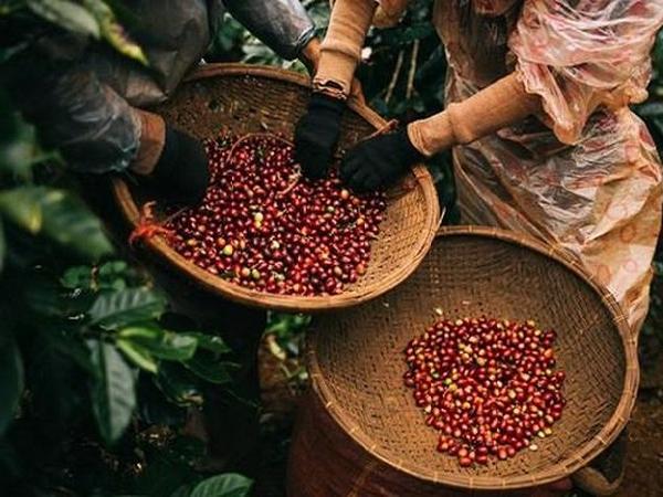 Giá cà phê robusta tiếp tục giảm, trong nước giá tăng phi mã, có thể cao nhất thế giới
