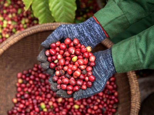 Biến đổi khí hậu khiến giá cà phê ngày một đắt đỏ