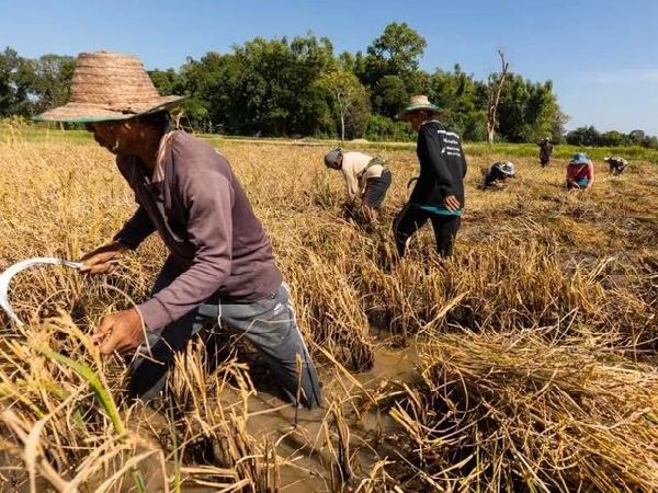 Giá gạo tăng vọt lên mức cao nhất trong 15 năm