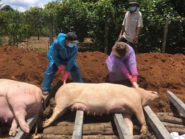 Hà Tĩnh: Người chăn nuôi thua lỗ vì giá lợn hơi giảm sâu
