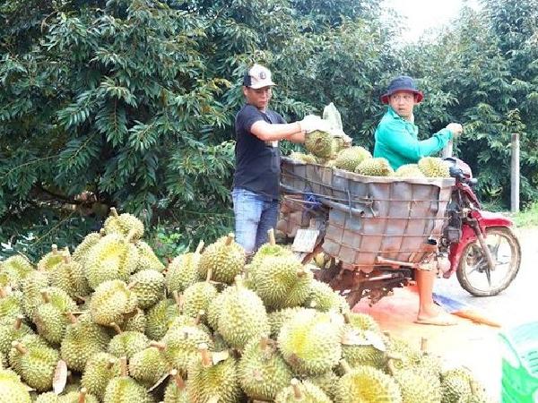 Chi phí xuất khẩu thấp sang Trung Quốc sẽ tạo \'bàn thắng\' cho trái cây Việt trước Thái Lan