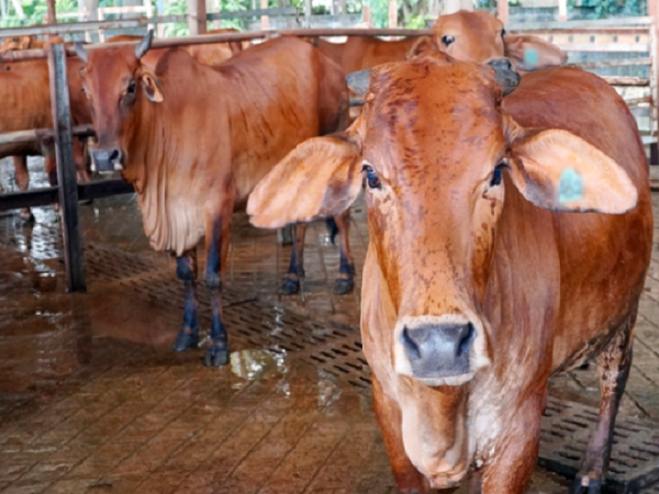 Cấm sử dụng chất cấm trong chăn nuôi