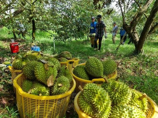 \'Vua trái cây\' Việt đổ bộ Trung Quốc, thị phần của Thái Lan giảm mạnh
