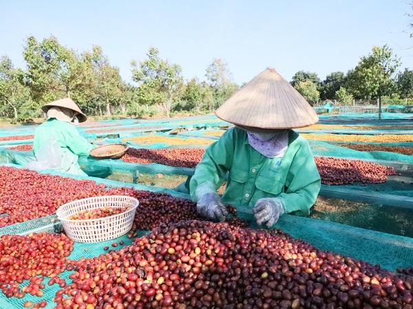 Giá cà phê tăng mạnh: Nhiều nông dân ‘gim’ hàng chờ giá tốt