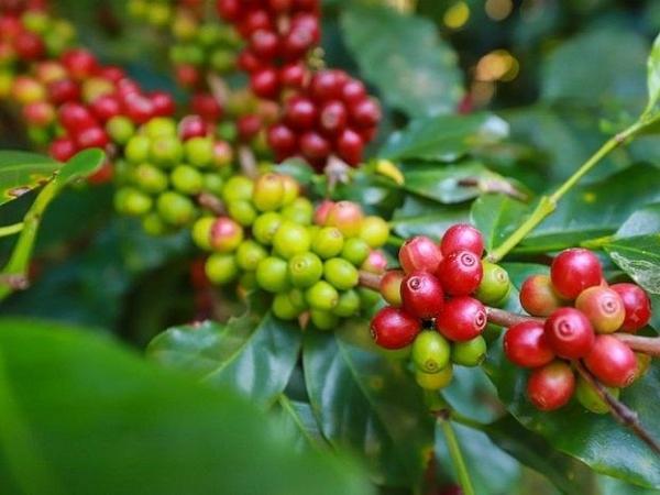 Nông dân dè dặt bán, mỗi kg cà phê tăng thêm 400 đồng, đạt mốc 76.000 đồng/kg