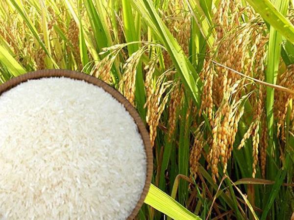 Giá gạo Việt rời xa đỉnh, hàng Thái Lan tái chiếm ngôi đầu thế giới