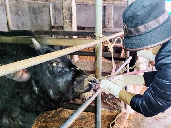 Hà Tĩnh: Lộc Hà xuất hiện dịch viêm da nổi cục trên trâu bò