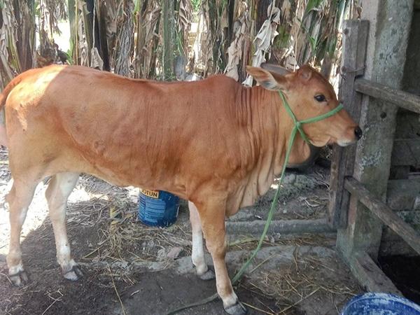 Quảng Nam: Núi Thành có 5 xã xuất hiện dịch bệnh viêm da nổi cục trên trâu, bò
