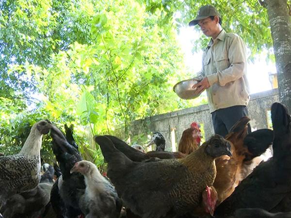 Quảng Trị: Tháo gỡ khó khăn trong di dời các cơ sở chăn nuôi ra khỏi khu vực không được phép chăn nuôi