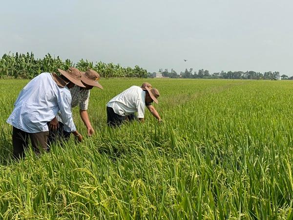 CS-Quy trình kỹ thuật sản xuất lúa chất lượng cao và phát thải thấp vùng Đồng bằng sông Cửu Long