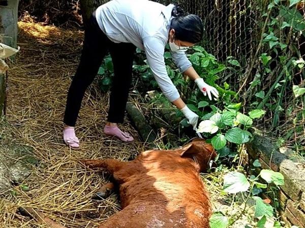 Quảng Nam: Nhiều loại dịch bệnh gia súc lây lan ở Quế Sơn