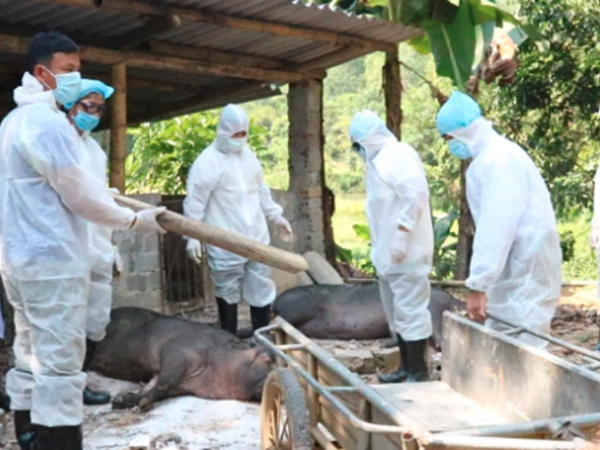Quảng Ngãi: Hơn 11 tỉ đồng hỗ trợ hộ chăn nuôi bị thiệt hại do dịch tả lợn Châu Phi
