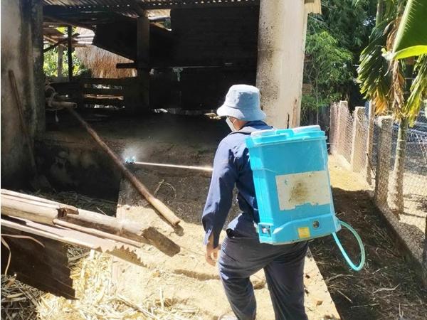 Quảng Nam ngăn chặn dịch tả lợn châu Phi bùng phát